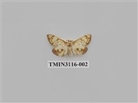 藏品(螟蛾219)的圖片